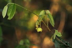 Image result for Monanthotaxis