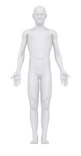 Here's a human body diagram that provides you with an overview it is composed of many different types of cells that. Anatomical Terminology First Aid Wiki