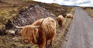 Do female highland cows have horns. The Highland Cow More Than Just A Hairy Face Rabbie S Travelfeels