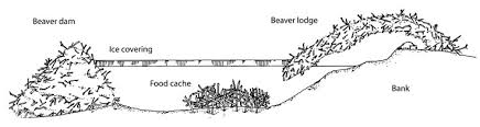 We did not find results for: Beaver Trapping Controling Beavers With Traps