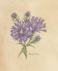 Watercolour Aster Flower For September Swaster Jpg 660 805 Pixels Aster Flower Tattoos Tattoos Flower Tattoos