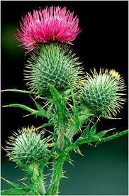 Flower O Scotland Flower Structure Scottish Flowers Scotland National Flower
