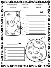Maybe you would like to learn more about one of these? Plant Animal Cell Quiz By Brittany Ensminger Tpt