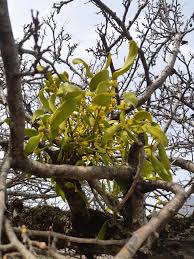 Image result for Viscum tuberculatum
