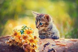 Maybe you would like to learn more about one of these? Bach Rescue Remedy For Cats And Other Useful Flower Remedies For Cats Little Miss Cat