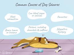 Unfortunatly the only real way to tell is by taking your dog to. A List Of Possible Causes Of Seizures In Dogs