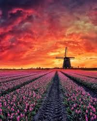 C'è tempo fino a tutto. 7 Idee Su Olanda Olanda Tulipani Paesaggi