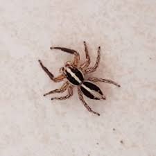 Spiders In Texas Species Pictures