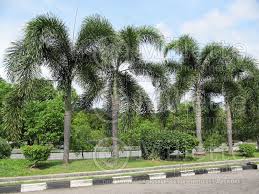 Image result for Wodyetia bifurcata