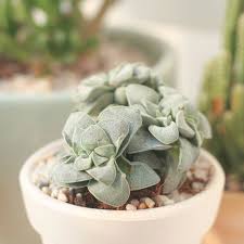 Image result for Crassula morrumbalensis
