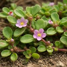 Image result for Trianthema