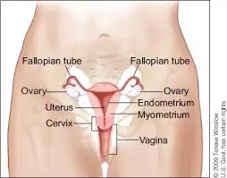 When testosterone is absent, the tissues develop into female sexual tissues. Is The Uterus In The Female Body Located In The Groin Quora