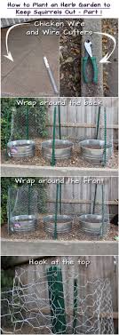 Clean up the fallen fruits, vegetables, nuts, and bulbs on the soil since they mostly attract the squirrels to come around. How To Plant An Herb Garden To Keep Squirrels Out Tia S Kitchen Garden