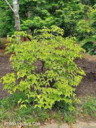Image result for Lippia woodii