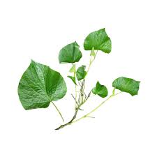 Image result for Piper umbellatum