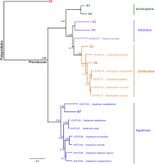 Image result for Indigofera subargentea