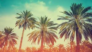 We did not find results for: Date Palm Tree 1080p 2k 4k 5k Hd Wallpapers Free Download Wallpaper Flare