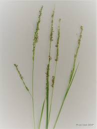 Image result for Acroceras