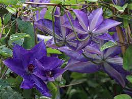 Check spelling or type a new query. Clematis The President Clematis The President Baumschule Horstmann