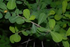 Image result for Euphorbia matabelensis