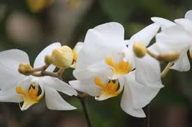 .gambar ade gambar bunga kartun hitam putih untuk mewarnai flowers bunga kumpulan mewarnai gambar bunga indonesia alamendah s blog 12 tulip drawing bunga for free download on ayoqq cliparts drawing bunga raya sketch coloring page kumpulan mewarnai gambar bunga. Bunga Raya Bunga Kebangsaan Hitam Putih