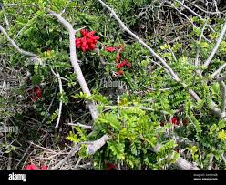 Image result for Schotia afra