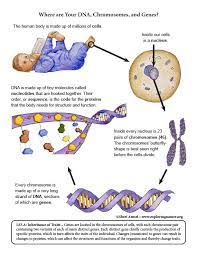 Wikimedia commons has media related to point mutation. How Do Proteins Relate To Traits Intro To Gene Expression Central Dogma Article Khan Academy The Dna Contains A Phosphate Chain Bonded To A Pentose Sugar Which Is In Turn
