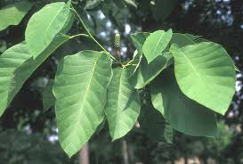 Image result for Marquesia acuminata