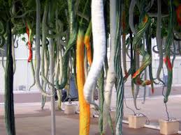 It requires a minimum temperature of fruit fly is the most destructive insect pest of snake gourd. How To Grow Snake Gourd At Home Containers Pots Homestead Gardener