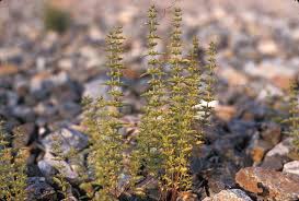 Image result for Pentadesma reyndersii