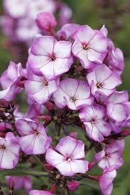 Image result for Phlox paniculata `Sweet Summer`