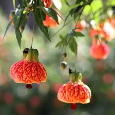 Image result for Abutilon grantii