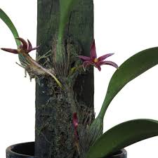 Image result for Bulbophyllum prorepens