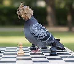 Arguing with a reform voter is abit like playing chess♟️with a pigeon. No  matter how well you carefully construct a reasonable argument, they are  still going to 💩 on the table and