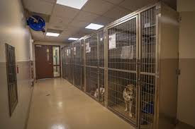 As the visitor travels through this chasm, they are exposed to much of the building's content, much of which is visible from the parking lot: Los Angeles County Animal Care
