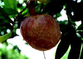 Buah nona atau nama sainsnya annona squamosa, merupakan sejenis buah yang boleh dimakan dan dijual dipasar tani. Annona Reticulata Springerlink