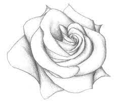 If you say yes, easy draw everything is the great place to help you achieve that. 15 Cool Rose Drawing Flower Sketches Pencil Drawings Of Flowers Pencil Drawings Easy