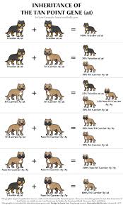 Cane Corso Colors Chart Pitbull Types Chart Line Breeding