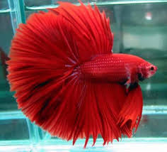 Cupang bisa dibudidayakan dalam skala kecil maupun skala besar. Indonesia Memiliki Ikan Cupang Hias Terbesar Di Dunia Shnet