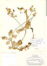 Image result for Calceolaria tripartita