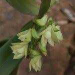 Image result for Polystachya bennettiana