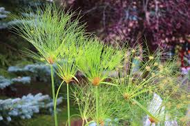 Image result for Cyperus papyrus
