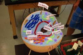 Check spelling or type a new query. Diagram Edible Cell Project 3d Diagram Full Version Hd Quality 3d Diagram Soadiagram Laterrasse Cholet Fr