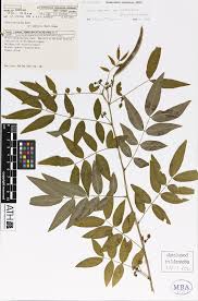 Image result for Senna sophera