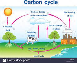 Carbon Cycle Stockfotos Und Bilder Kaufen Alamy