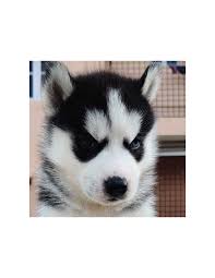 Dog of breed the siberian husky running on a snow beach. Siberian Husky Puppies For Sale Gender Female
