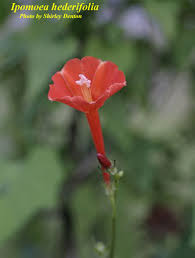 Image result for Ipomoea hederifolia