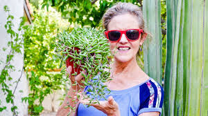 Maybe you would like to learn more about one of these? Planting An Elephant Bush Portulacaria Afra Joy Us Garden Youtube