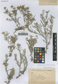 Image result for Rytigynia sp. M