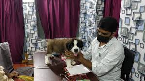 Maybe you would like to learn more about one of these? Doctor Dog Animal Hospital Home Facebook